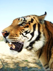 Tiger in Ukutula