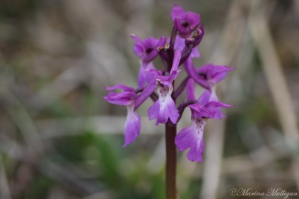 Orchid in Bogland 2